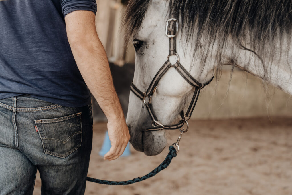 cheval apaisement guider